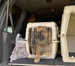Check spelling or type a new query. Paw Fect Fit Hilarious Moment German Shepherd Squeezes Into Puppy S Pet Carrier Daily Mail Online