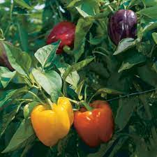 In this video i explore a few key facts that i keep in mind when planting peppers. How To Grow Bell Peppers Finegardening