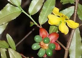 Image result for Ochnaceae