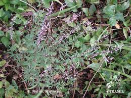 Image result for Polygala stenopetala