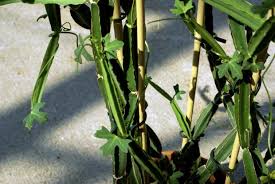 Image result for Cissus quadrangularis