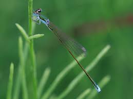 Image result for Hyparrhenia newtonii