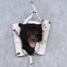 Black Bear Half Mounts Prices Black Bear Taxidermy Shoulder Mount For Sale Black Bear Bear Mounts Bear Hunting