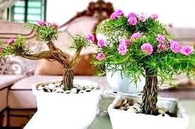 Pokok bunga mawar merupakan sejenis tumbuhan berbunga yang sering di tanam sebagai pokok hiasan. Kreatif Bonsai Bunga Krokot Ternyata Sangat Cantik Dan Eksotis Ini Tutorial Singkat Cara Tanamnya Portal Jember