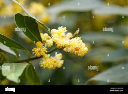 Image result for Ficalhoa laurifolia