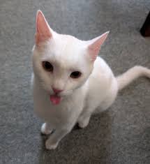 Billy is swimming again after 6 months of #Tuffrock