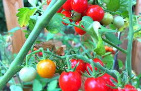The most common ways to support tomato plants is with: Candyland Tomato In My Home Garden Bren Haas