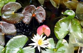 Image result for Pycreus mundtii