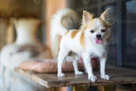 Haz tu selección entre 409 imágenes . Perro Chihuahua De Pelo Largo En La Mesa 2658721 Foto De Stock En Vecteezy