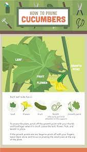 Jun 10, 2021 · how to freeze grated zucchini and squash. Should You Prune Vegetable Plants Fix Com