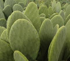 A cactus (plural cacti, cactuses, or less commonly, cactus) is a member of the plant family cactaceae, a family comprising about 127 genera with some 1750 known species of the order. 2 Guys Create Vegan Leather Made From Cactus That Ll Put An End To Animal Cruelty