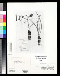Image result for Xerophyta pauciramosa