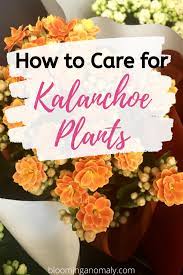 How To Care For Kalanchoe Plants Kalanchoe Flowers Plants Indoor Gardening Supplies