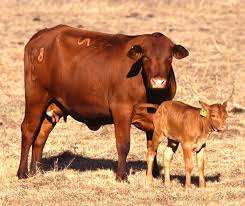 Since 1944, we have raised brahman cattle and added shorthorn. Brangus Cattle Characteristics Uses Breed Information
