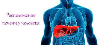 Boli V Pecheni Prichiny Poyavleniya I Harakteristika Bolevyh Oshushenij Lechenie Medikamentami I Fitopreparatami Rekomenduemyj Obraz Zhizni I Dieta Pri Bolezni Organa