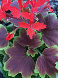 Image result for Pelargonium