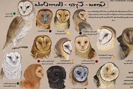 Gallery Of Different Owl Species Pictures On Animal Picture