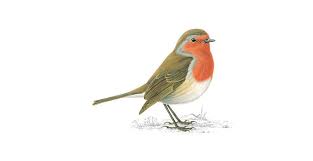 Robin definition, any of several small old world birds having a red or reddish breast, especially erithacus rubecula, of europe. Robin Red Breast Bird Facts Erithacus Rubecula The Rspb