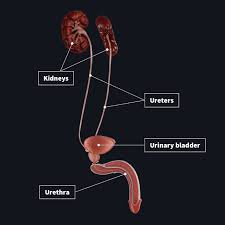 We did not find results for: Physiology Of The Urinary System Complete Anatomy