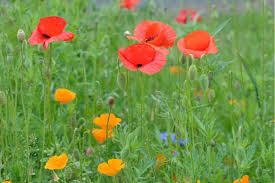 Poppy (entertainer) moriah rose pereira (born january 1, 1995), known professionally as poppy and formerly that poppy, is an american singer, songwriter, musician, and youtuber. Surprising Meaning And Symbolism Of Poppy Flower And Color Florgeous