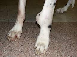 If surgery is part of your dog's therapy, you may be referred to a surgical specialist. Canine Osteosarcoma Fitzpatrick Referrals