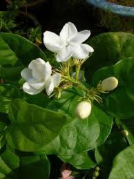 Kalau demikian pasti anda tahu dong ayam jago yang hanya saja masih ada jenis ayam petarung lain yang juga kudu anda ketahui. Jenis Jenis Dan Macam Macam Tanaman Hias Part Viii Bibit Online