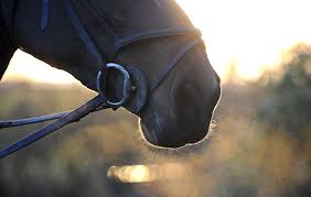 Maybe you would like to learn more about one of these? Do Horses Grieve When One Dies Horse Hound Explains