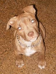 We did not find results for: American Pit Bull Terrier Dog Breed Pictures 4