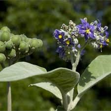 Image result for Solanum mauritianum