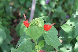 In colder regions it will freeze to the ground, quickly resprouting in the spring. Going Native Our Top 10 Native Plants For Houston