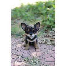 Maybe you would like to learn more about one of these? Hi Line Gift Ltd Black And Brown Chihuahua Puppy Statue Reviews Wayfair