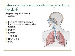 Respirasi (pernapasan) adalah proses pertukaran gas yang terjadi didalam tubuh. Susunan Respirasi Anatomi Sistem Pernafasan Ppt Download