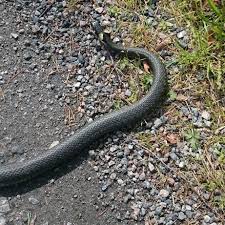 Programming and providing support for this service has been a labor of love since 1997. Orm Fangarna Ostergotland Posts Facebook