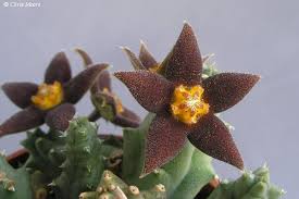 Image result for Piaranthus atrosanguineus