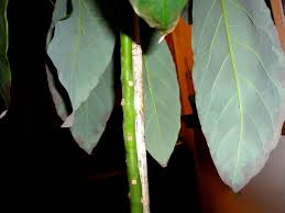 Other possible causes of brown leaf tips on avocado include wind desiccation, inadequate soil moisture and frost. Leaves Dying On An Avocado Plant Thriftyfun