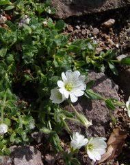 Image result for Cerastium afromontanum