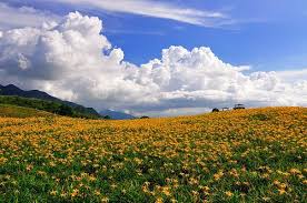sea of lily flowers 六十石山 花蓮金針山 landscape nature photography