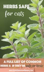 Unlike dill, fennel is a hardy perennial that can survive for many years. Herbs Safe For Cats A Comprehensive List Of The Safe Vs Toxic Herbs