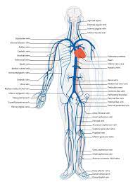 Arteries that carry blood away from the heart, branching into smaller arterioles throughout the body and eventually forming the capillary network. 7 4 Blood Vessels Biology Libretexts