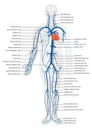 Shira is a term used collectively for blood vessels (the arteries, the veins and the capillaries). 7 4 Blood Vessels Biology Libretexts