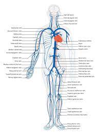 Blood flows throughout the body tissues in blood vessels, via bulk flow (i.e., all constituents together and in one direction). 17 4 Blood Vessels Biology Libretexts