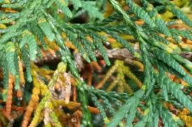 Image result for thuja drying out dead dried symptoms)