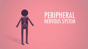 In the end, they not only learn how messages are communicated between the brain and the body, but they also get a firsthand lesson on the functions of the nervous system. 7th Basic Science Peripherical Nervous System Class 10 Lessons Blendspace