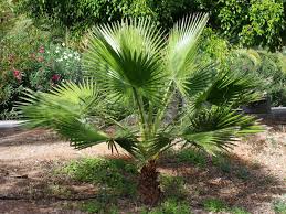 Image result for Washingtonia
