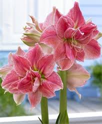 Amaryllis Pflanz Pflege Und Pflanzeneigenschaften Blumen Pflanzen Schone Blumen Und Pflanzen
