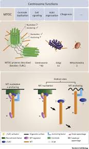 Episode 4.4.4 covers essential functions, structure and organisation of microtubules and the role of motor. Microtubule Organizing Centers Towards A Minimal Parts List Trends In Cell Biology