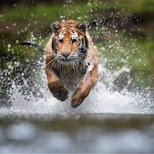 18 hours ago · international tiger day 2021: 6kcimevfappigm