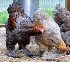 Check spelling or type a new query. 25 Blue Brahmas Ideas Chicken Breeds Chickens And Roosters Chickens
