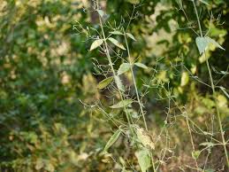 Image result for Dicliptera paniculata