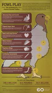 Even in 1985, it was only 20 pounds, and we didn't hit 25 pounds until 1999. The Anatomy Of A Factory Farmed Turkey Visual Ly